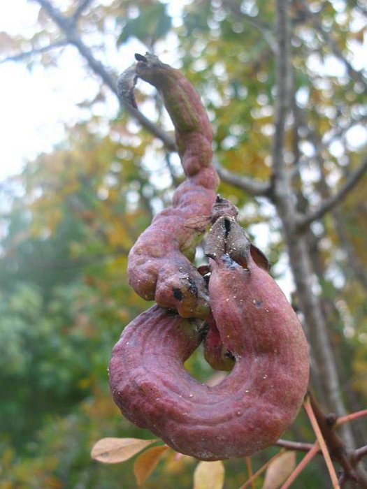 Agallas (Pistacia terebinthus) (3)